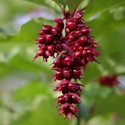 Pépinières Naudet PÉPINIÈRES NAUDET - Arbre aux faisans 'purple rain' (leycesteria formosa 'purple rain') Discount