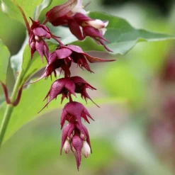 Pépinières Naudet PÉPINIÈRES NAUDET - Arbre aux faisans 'purple rain' (leycesteria formosa 'purple rain') Discount