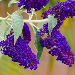 Pépinières Naudet Plantes De Haies | PÉPINIÈRES NAUDET - Arbre aux papillons 'black knight' (buddleja davidii 'black knight')