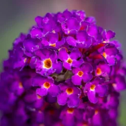 Pépinières Naudet Plantes De Haies | PÉPINIÈRES NAUDET - Arbre aux papillons 'black knight' (buddleja davidii 'black knight')