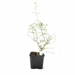 Pépinières Naudet Plantes De Haies | PÉPINIÈRES NAUDET - Arbre aux papillons 'black knight' (buddleja davidii 'black knight')