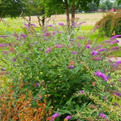 Pépinières Naudet PÉPINIÈRES NAUDET - Arbre aux papillons 'nanho purple' (buddleja davidii 'nanho purple') Online
