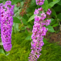 Pépinières Naudet PÉPINIÈRES NAUDET - Arbre aux papillons 'nanho purple' (buddleja davidii 'nanho purple') Online