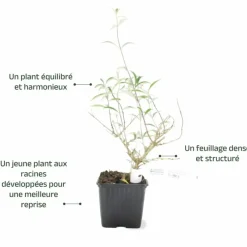 Pépinières Naudet PÉPINIÈRES NAUDET - Arbre aux papillons 'nanho purple' (buddleja davidii 'nanho purple') Online
