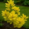 Pépinières Naudet PÉPINIÈRES NAUDET - Arbre à perruques 'golden lady' (cotinus coggygria 'golden lady' ®) Hot