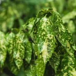 Pépinières Naudet PÉPINIÈRES NAUDET - Aucuba à feuilles de croton (aucuba japonica 'crotonifolia') Clearance