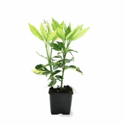 Pépinières Naudet PÉPINIÈRES NAUDET - Aucuba à feuilles de croton (aucuba japonica 'crotonifolia') Clearance