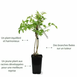 Pépinières Naudet PÉPINIÈRES NAUDET - Bignone 'madame galen' (campsis 'madame galen') Online