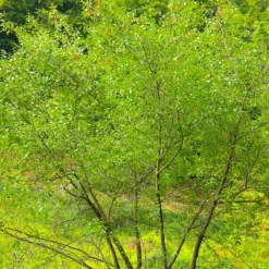 Pépinières Naudet Plantes De Haies | PÉPINIÈRES NAUDET - Bourdaine (frangula alnus)