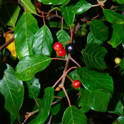 Pépinières Naudet Plantes De Haies | PÉPINIÈRES NAUDET - Bourdaine (frangula alnus)