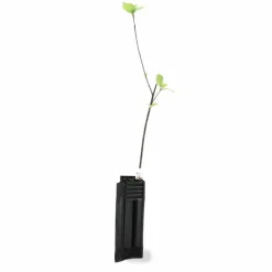 Pépinières Naudet Plantes De Haies | PÉPINIÈRES NAUDET - Bourdaine (frangula alnus)