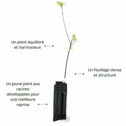 Pépinières Naudet Plantes De Haies | PÉPINIÈRES NAUDET - Bourdaine (frangula alnus)
