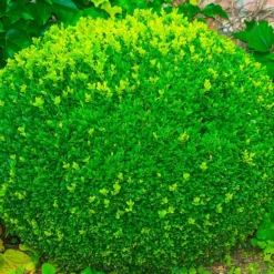 Pépinières Naudet Arbres Et Arbustes | PÉPINIÈRES NAUDET - Buis à bordure nain 'suffruticosa nana' (buxus sempervirens 'suffruticosa nana')