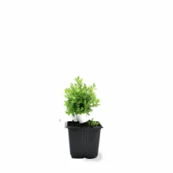 Pépinières Naudet Arbres Et Arbustes | PÉPINIÈRES NAUDET - Buis à bordure nain 'suffruticosa nana' (buxus sempervirens 'suffruticosa nana')