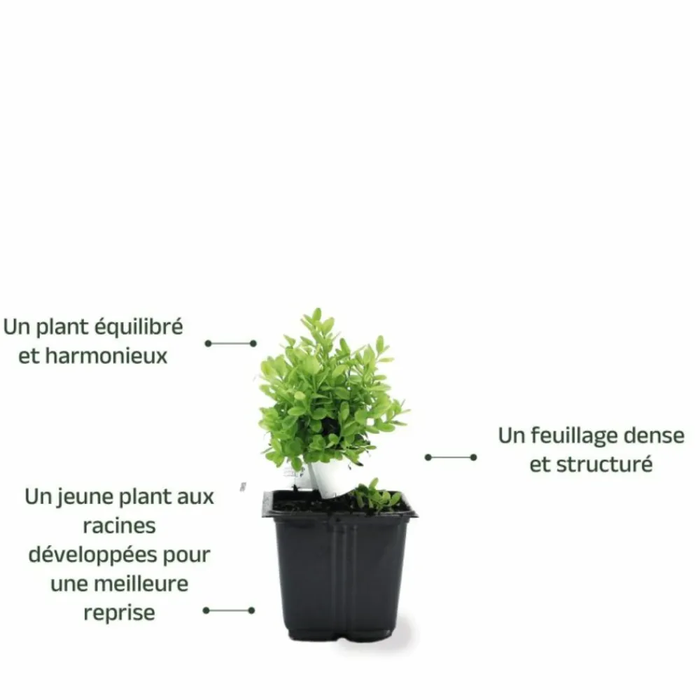 Pépinières Naudet Arbres Et Arbustes | PÉPINIÈRES NAUDET - Buis à bordure nain 'suffruticosa nana' (buxus sempervirens 'suffruticosa nana')