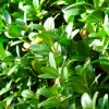 Pépinières Naudet Arbres Et Arbustes | PÉPINIÈRES NAUDET - Buis commun (buxus sempervirens)