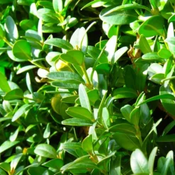 Pépinières Naudet Arbres Et Arbustes | PÉPINIÈRES NAUDET - Buis commun (buxus sempervirens)