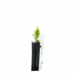 Pépinières Naudet Arbres Et Arbustes | PÉPINIÈRES NAUDET - Buis commun (buxus sempervirens)
