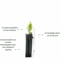 Pépinières Naudet Arbres Et Arbustes | PÉPINIÈRES NAUDET - Buis commun (buxus sempervirens)