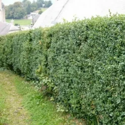 Pépinières Naudet Arbres Et Arbustes | PÉPINIÈRES NAUDET - Buis commun (buxus sempervirens)