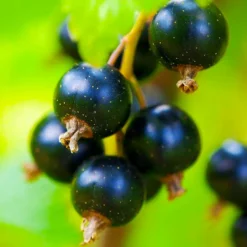 Pépinières Naudet PÉPINIÈRES NAUDET - Cassissier 'andega' (ribes nigrum 'andega') New