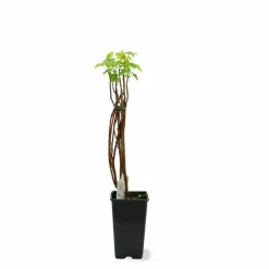 Pépinières Naudet PÉPINIÈRES NAUDET - Cassissier 'andega' (ribes nigrum 'andega') New