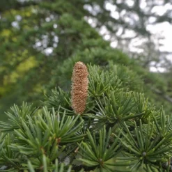 Pépinières Naudet PÉPINIÈRES NAUDET - Cèdre du liban (cedrus libani) - godet - taille 13/25cm Clearance