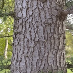 Pépinières Naudet PÉPINIÈRES NAUDET - Cèdre du liban (cedrus libani) - godet - taille 13/25cm Clearance