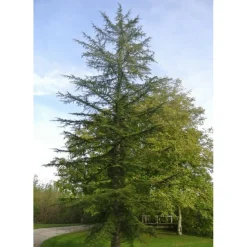 Pépinières Naudet PÉPINIÈRES NAUDET - Cèdre du liban (cedrus libani) - godet - taille 13/25cm Clearance