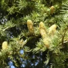 Pépinières Naudet PÉPINIÈRES NAUDET - Cèdre vert de l'atlas (cedrus atlantica) - godet - taille 13/25cm Clearance