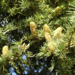 Pépinières Naudet PÉPINIÈRES NAUDET - Cèdre vert de l'atlas (cedrus atlantica) - godet - taille 13/25cm Clearance