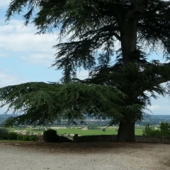 Pépinières Naudet PÉPINIÈRES NAUDET - Cèdre vert de l'atlas (cedrus atlantica) - godet - taille 13/25cm Clearance