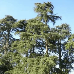 Pépinières Naudet PÉPINIÈRES NAUDET - Cèdre vert de l'atlas (cedrus atlantica) - godet - taille 13/25cm Clearance