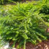 Pépinières Naudet Arbres Et Arbustes | PÉPINIÈRES NAUDET - Chèvrefeuille à feuilles de buis 'maigruen' (lonicera nitida 'maigruen')