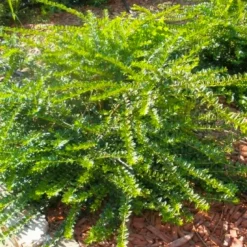 Pépinières Naudet Arbres Et Arbustes | PÉPINIÈRES NAUDET - Chèvrefeuille à feuilles de buis 'maigruen' (lonicera nitida 'maigruen')