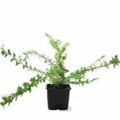 Pépinières Naudet Arbres Et Arbustes | PÉPINIÈRES NAUDET - Chèvrefeuille à feuilles de buis 'maigruen' (lonicera nitida 'maigruen')
