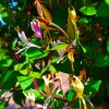 Pépinières Naudet PÉPINIÈRES NAUDET - Chèvrefeuille du japon 'chinensis' (lonicera japonica 'chinensis') Online