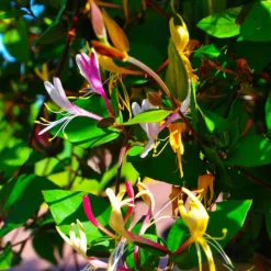 Pépinières Naudet PÉPINIÈRES NAUDET - Chèvrefeuille du japon 'chinensis' (lonicera japonica 'chinensis') Online
