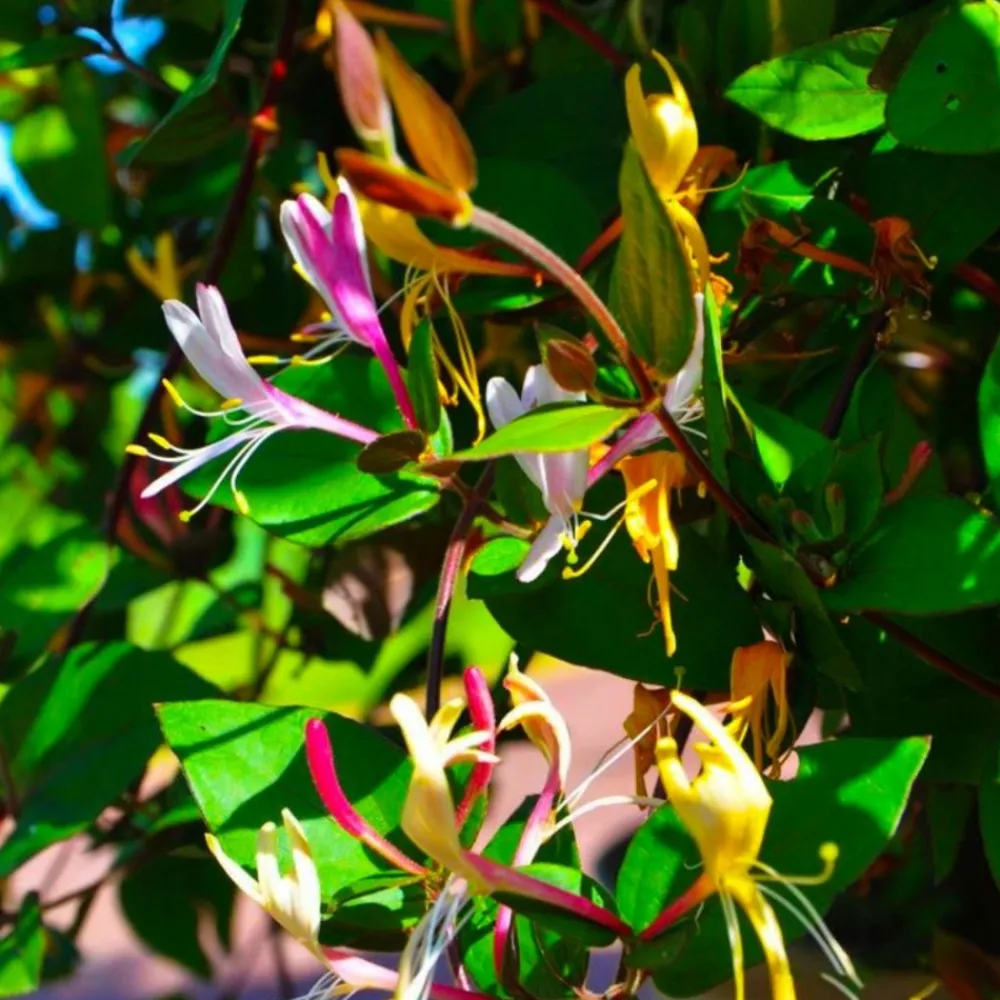 Pépinières Naudet PÉPINIÈRES NAUDET - Chèvrefeuille du japon 'chinensis' (lonicera japonica 'chinensis') Online