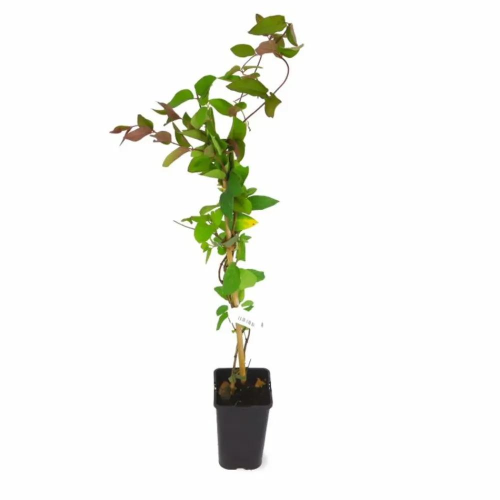 Pépinières Naudet PÉPINIÈRES NAUDET - Chèvrefeuille du japon 'chinensis' (lonicera japonica 'chinensis') Online