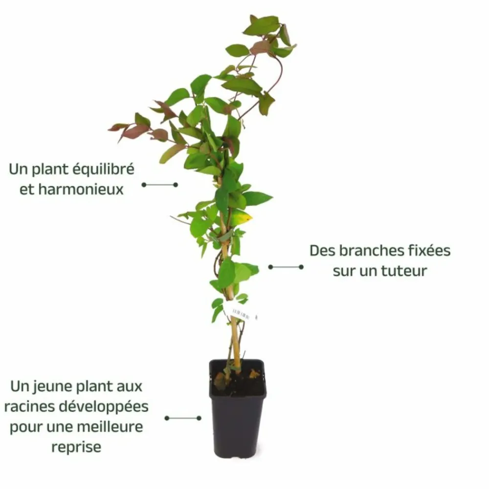 Pépinières Naudet PÉPINIÈRES NAUDET - Chèvrefeuille du japon 'chinensis' (lonicera japonica 'chinensis') Online