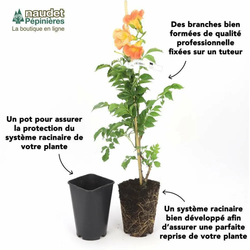 Pépinières Naudet PÉPINIÈRES NAUDET - Chèvrefeuille du japon 'chinensis' (lonicera japonica 'chinensis') Online