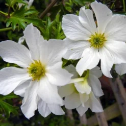 Pépinières Naudet Plantes Grimpantes | PÉPINIÈRES NAUDET - Clématite 'early sensation'