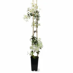 Pépinières Naudet Plantes Grimpantes | PÉPINIÈRES NAUDET - Clématite 'early sensation'