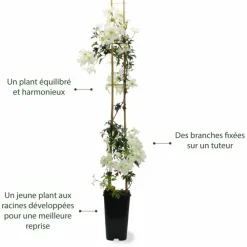 Pépinières Naudet Plantes Grimpantes | PÉPINIÈRES NAUDET - Clématite 'early sensation'