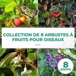 Pépinières Naudet Plantes De Haies | PÉPINIÈRES NAUDET - Collection 8 arbustes à fruits pour oiseaux