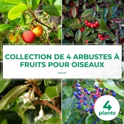 Pépinières Naudet PÉPINIÈRES NAUDET - Collection 4 arbustes à fruits pour oiseaux Best