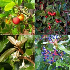 Pépinières Naudet PÉPINIÈRES NAUDET - Collection 4 arbustes à fruits pour oiseaux Best