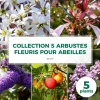 Pépinières Naudet Plantes De Haies | PÉPINIÈRES NAUDET - Collection 5 arbustes fleuris