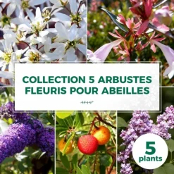 Pépinières Naudet Plantes De Haies | PÉPINIÈRES NAUDET - Collection 5 arbustes fleuris